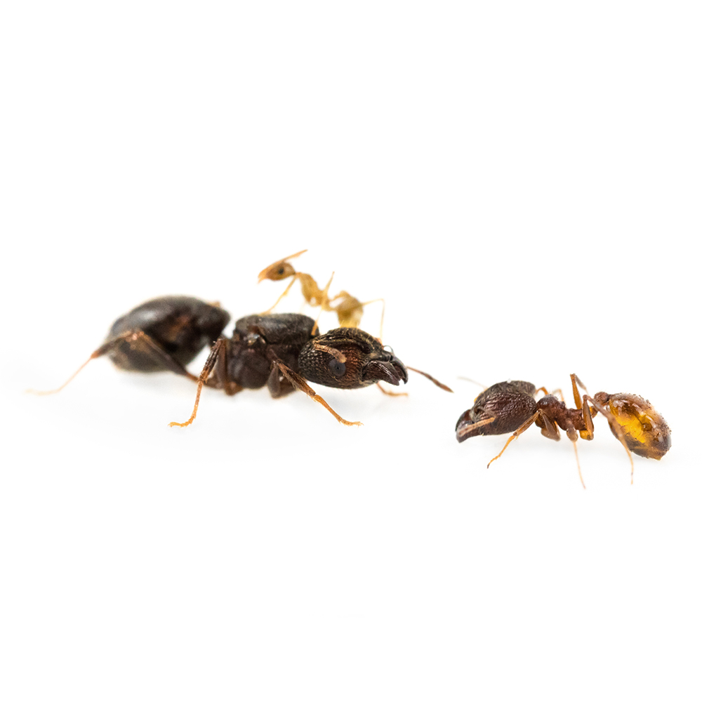 Pheidole noda
